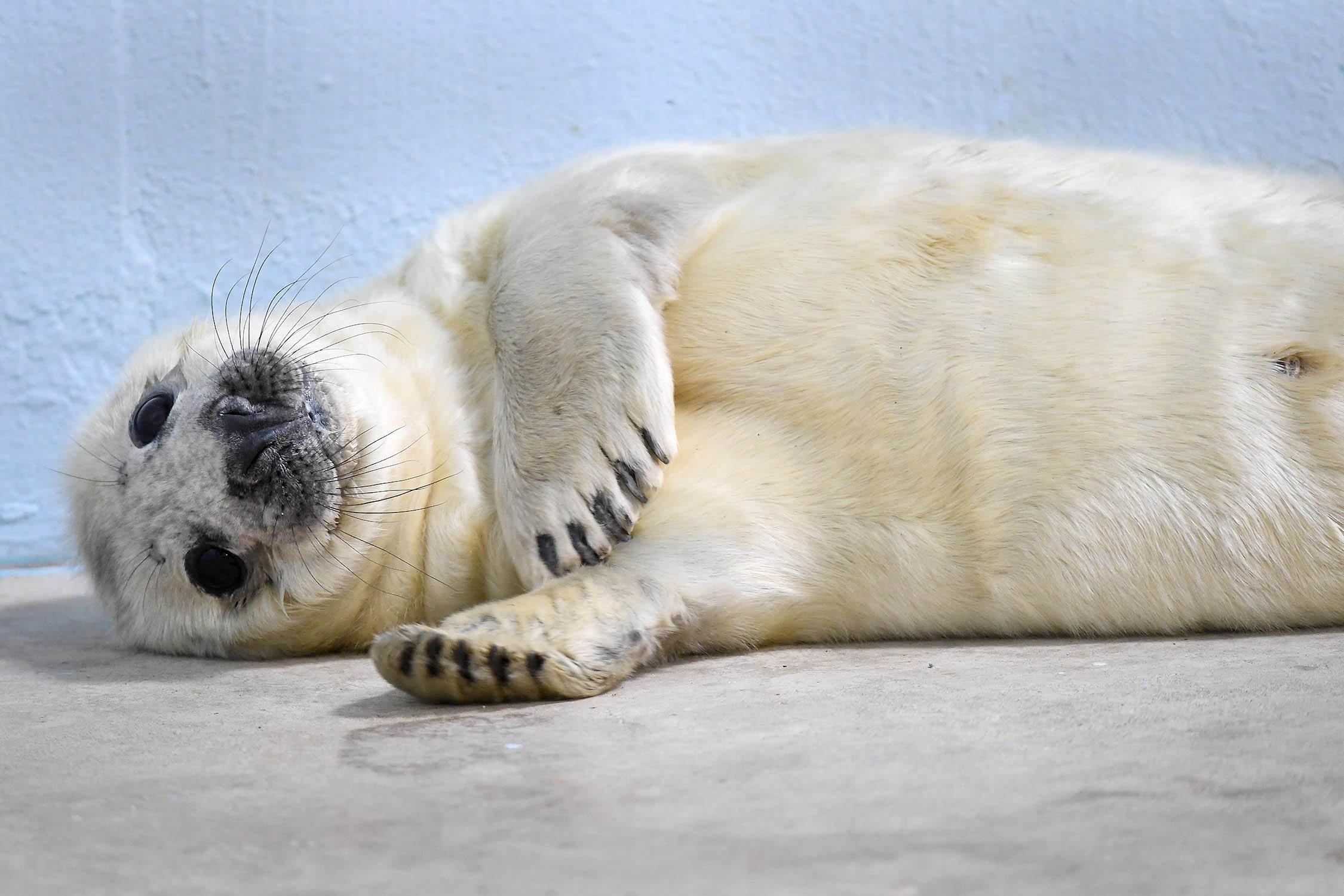 Gray Seal Pup Born At Brookfield Zoo Chicago News WTTW   Gray Seal 2 0112 